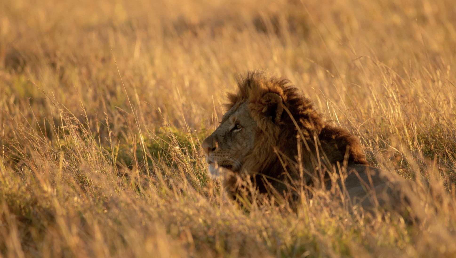 First Time in the Maasai Mara